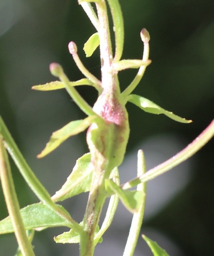 iNaturalist observation photo of Winged and Once-winged Insects