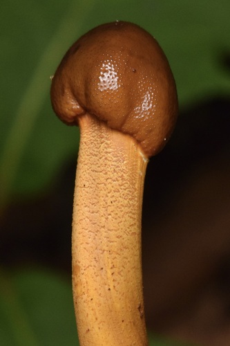 Tolypocladium longisegmentatum