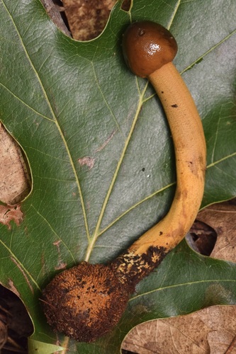Tolypocladium longisegmentatum