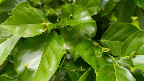 Indian beech tree