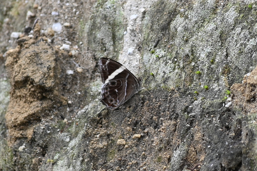 Banded Treebrown
