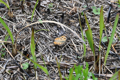 Painted Lady