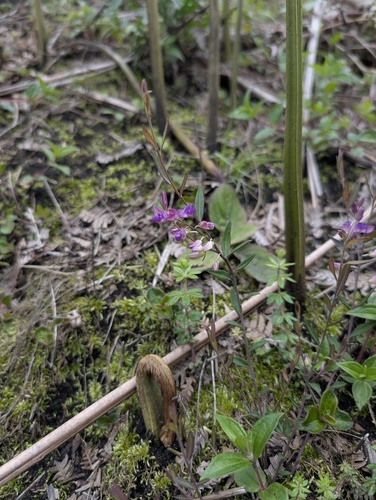 Polygala sibirica