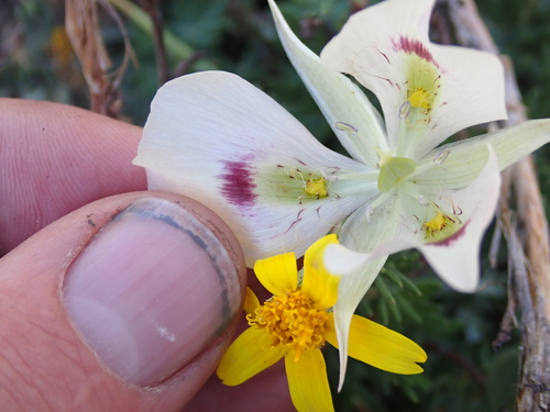 Calochortus eurycarpus, photograph 5