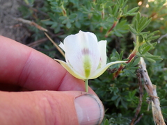 Calochortus eurycarpus, photograph (c) crothfels, some rights reserved (CC BY)