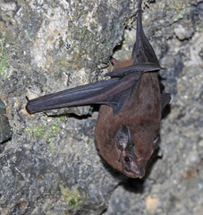 Peropteryx