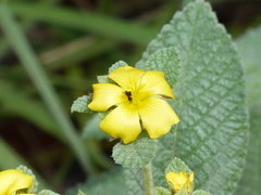 Passifloraceae