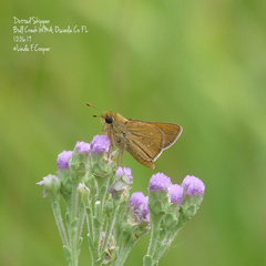 Hesperia attalus slossonae