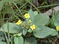 Passifloraceae