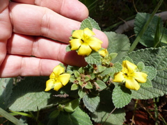Passifloraceae