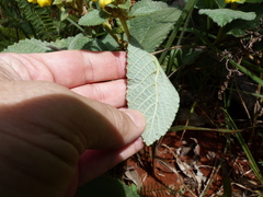 Passifloraceae