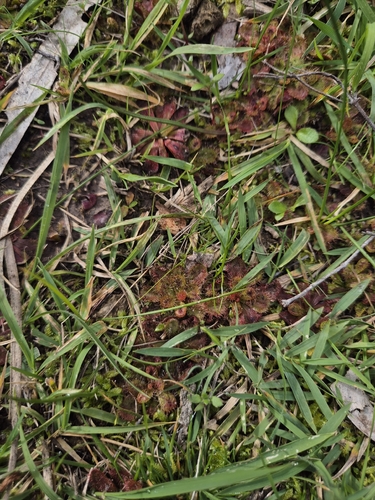 scented sundew