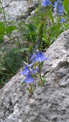 Veronica austriaca