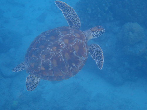 Green Sea Turtle