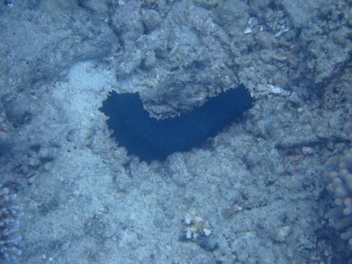 Greenfish Sea Cucumber