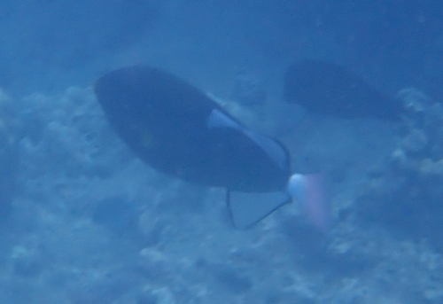 Pinktail Triggerfish