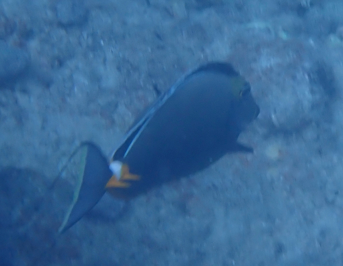 Pacific Orange-spine Unicornfish