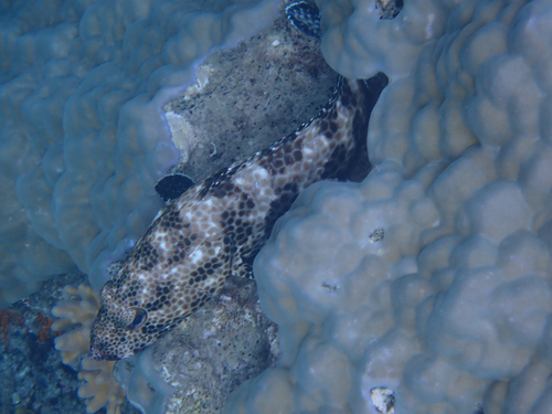 Greasy Rockcod