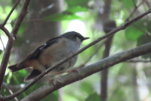 Grey-headed Robin