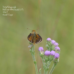 Hesperia attalus slossonae