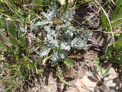 Potentilla breweri