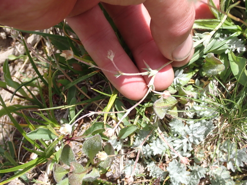 Potentilla breweri, photograph 2