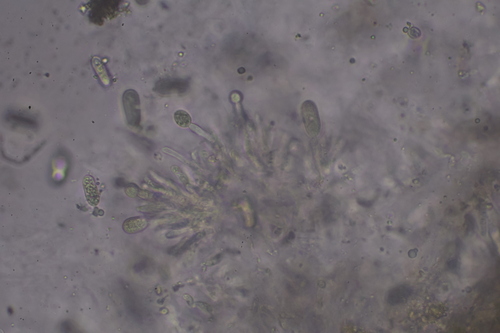 Melanconidaceae