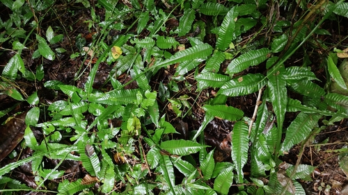 Bolbitis heteroclita observed 2026-07-30