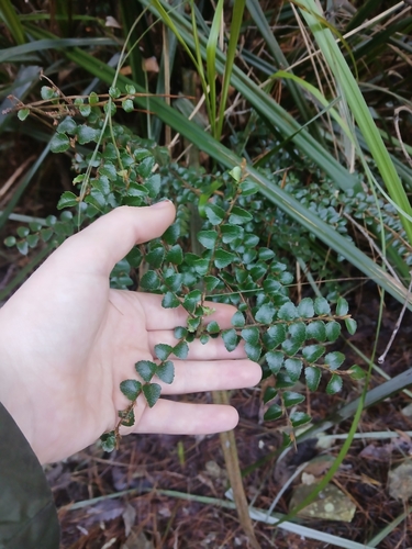 Nothofagus cunninghamii, photograph 5