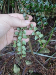 Nothofagus cunninghamii, photograph (c) Bee, some rights reserved (CC BY)