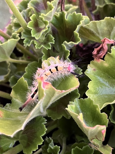 White-marked Tussock Moth
