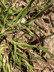 Platydracus cinnamopterus