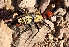 Tegrodera aloga