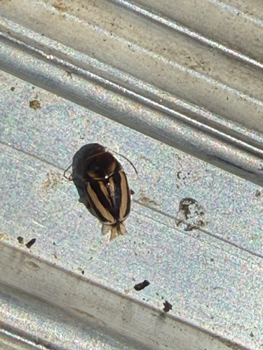 Small Pied Lady Beetles