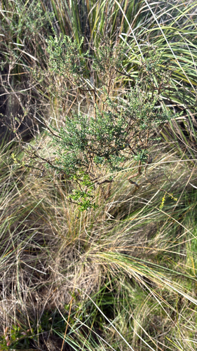 Twiggy Daisy-Bush