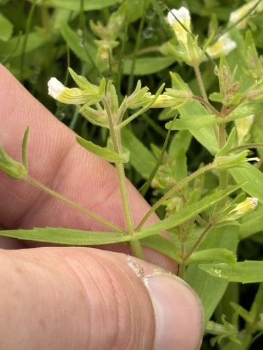 Gratiola neglecta, photograph 6