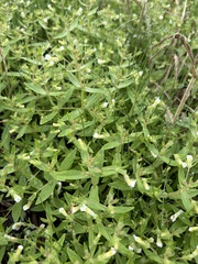 author not stated, no rights reserved Gratiola neglecta, photograph author not stated, no rights reserved