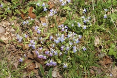Collinsia verna