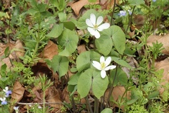 Jeffersonia diphylla