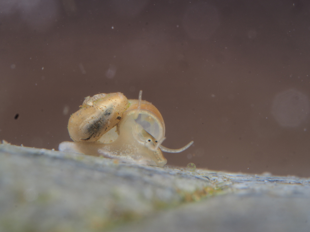 Valvata biwaensis