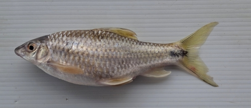 Reticulate algae eater (Crossocheilus reticulatus) — Cyprinidae — 3