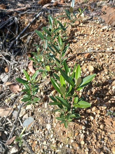 Nematolepis squamea, photograph 4