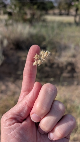 mat sandbur