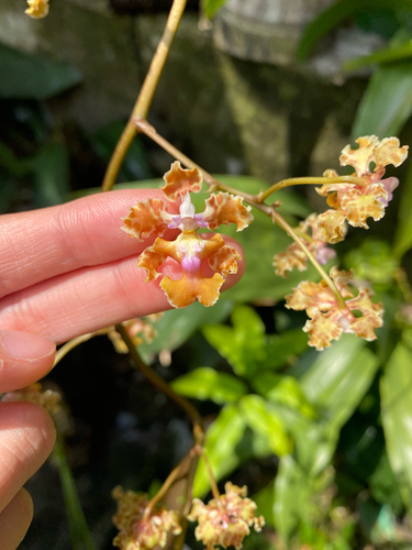 Oncidium luridum observed 2026-03-22