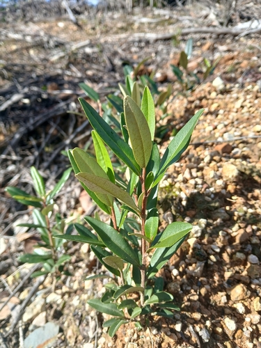 Nematolepis squamea, photograph 5
