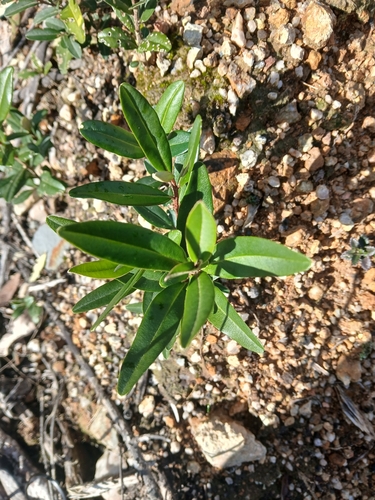 Nematolepis squamea, photograph 6