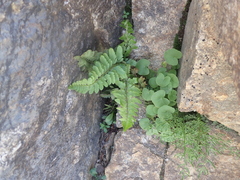 Polystichum scopulinum, photograph (c) crothfels, some rights reserved (CC BY)