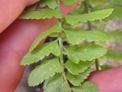 Polystichum scopulinum