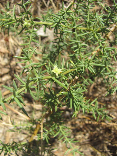 Asparagus aphyllus (Asparagus aphyllus)