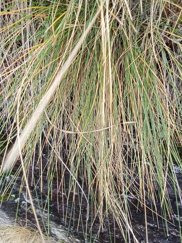 Poa colensoi observed 2026-07-30